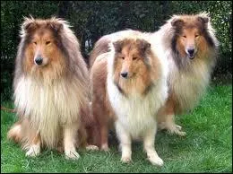 Sont-ils des Colleys ?