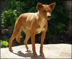 Quelles propositions sont vraies concernant ce chien ?