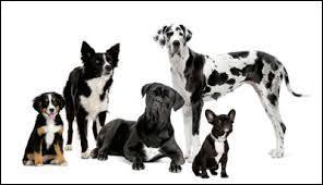 Quiz Races de chiens