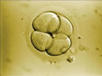 Qu'est-ce qu'une cellule souche animale ?