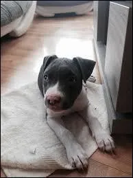 Comment s'appelle le chien de Keen'V ?