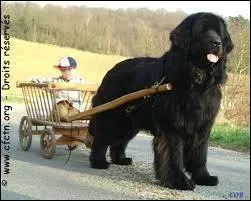 Cette expression péjorative désigne les paresseux et désuvrés.