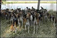 On l'entend au moment du découplage des chiens de chasse : laisser -----.