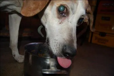 Comment s'appelle notre mascotte ?