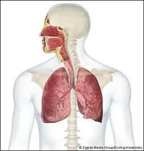 Parmi ces quatre organes, lesquels font-ils partie du système respiratoire ?