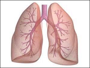 Cet organe est composé de deux poches contenant les bronches, les bronchioles ainsi que les alvéoles. Il assure l'échange de gaz entre le dioxygène et le dioxyde de carbone avec le sang. Il joue un peu le rôle de filtre. De quel organe s'agit-il ?