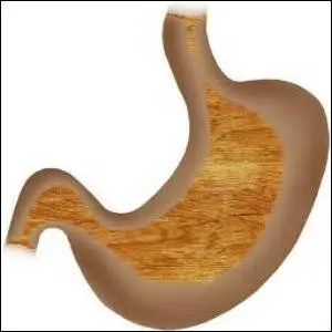 Cet organe est une poche qui reçoit les aliments mâchés précédemment dans la bouche puis qui ont traversé l'œsophage. Cette poche mesure, chez l'adulte, plus de 10 cm de hauteur et peut contenir jusqu'à 4 litres ! De quel organe s'agit-il ?