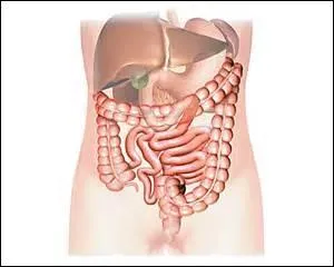 Cet organe vital a la possibilité d'éliminer des toxines. Il élimine par moyen de filtration l'urée provenant du sang, puis éliminée dans l'urine. Cet organe est au nombre de deux dans notre corps. De quel organe parle t-on ?