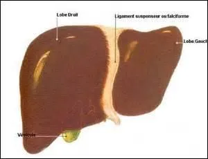 Cet organe pesant en moyenne 1, 5 kg, a trois utilités importantes qui sont : une fonction de stockage, une fonction d'épuration et une fonction de synthèse. Il est divisé en 2 parties séparées par le ligament falciforme. Quel est cet organe ?