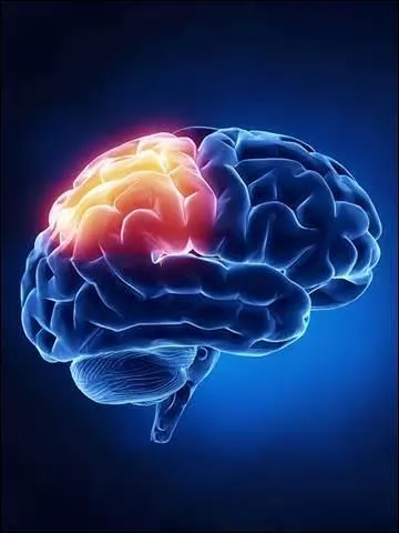 C'est l'organe principal du système nerveux. Il est divisé en deux parties et baigne dans un liquide céphalo-rachidien pour amortir certains chocs violents. De quel organe s'agit-il ?