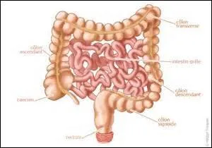 Maintenant, devinez l'organe seulement grâce à la photo.