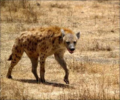 Comment s'appelle cet animal ?