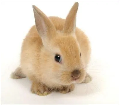 Comment s'appelle cet animal ?