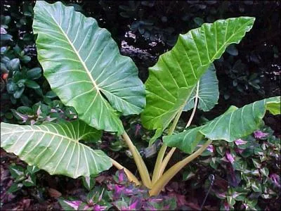 Le nom commun de l'Alocasia macrorrhiza est :