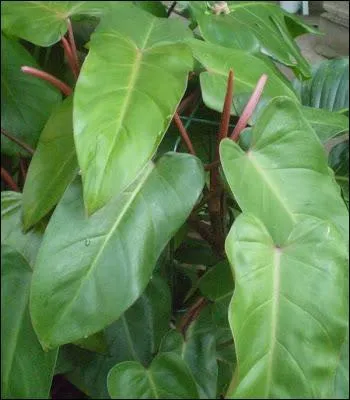 Le philodendron erubescens sanguina fait partie de la famille des :