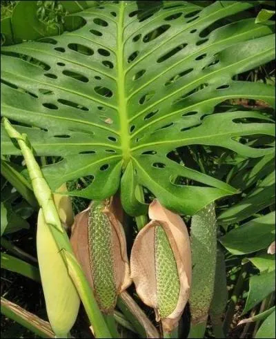Connaissez-vous le nom botanique de Monstera ?