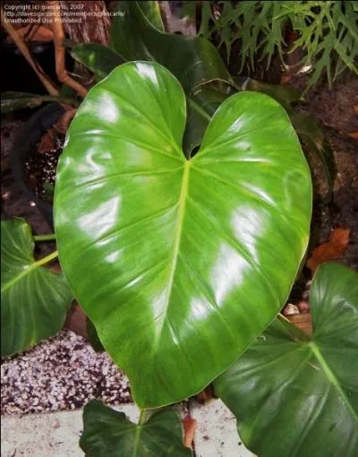 Le nom botanique de celle-ci est :