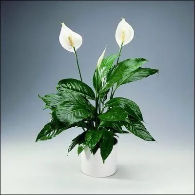 Pouvez-vous identifier cette plante ?