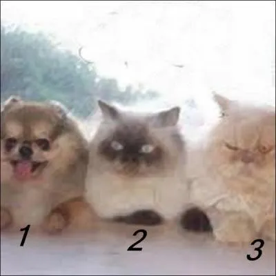 Quel numéro porte l'intrus ?