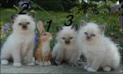 Quel numéro porte l'intrus ?