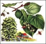 Quel est l'arbre, dont l'écorce se fissure avec l'âge, donne ces feuilles caduques ?