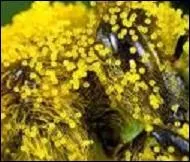 En mai, qu'est-ce qui vaut autant qu'une vache à lait ?