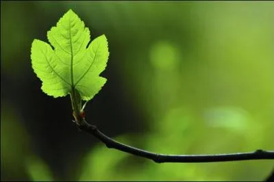 Par quel mot désigne-t-on cette autre couleur en espagnol ?