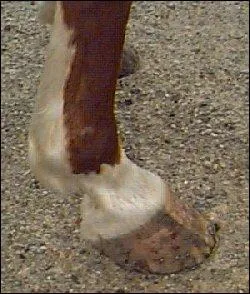 Que faut-il faire quand le sabot d'un cheval est plein de terre ?