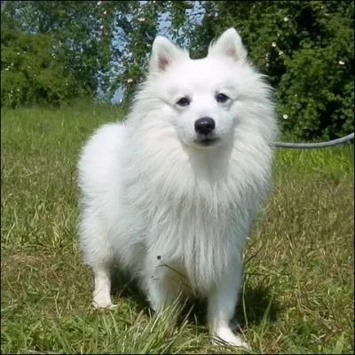 Comment s'appelle cette race de chien ?