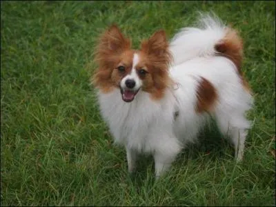 Comment s'appelle cette race de chien ?