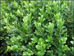 Avril : C'est le mois des Rameaux, les branches de quel arbre fait-on généralement et en grande majorité, bénir en France ?