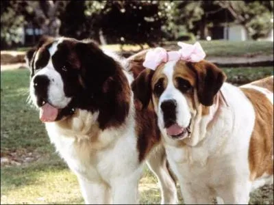 Dans "Beethoven 2" le film, la chienne Missy met au monde des chiots dont le père est Beethoven, combien y a-t-il de chiots au total ?