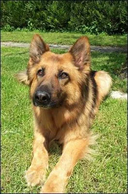 Comment s'appelle la mascotte de l'émission "30 millions d'amis" ?