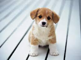 Quiz Chiens