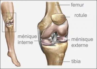 Combien y-a-t'il de ligaments dans le genou ?