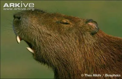 Quel poids peut atteindre le plus gros rongeur du monde, le capybara ?
