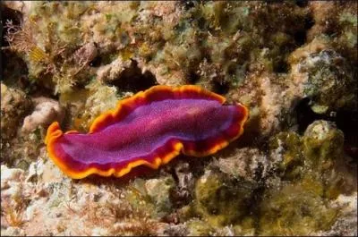 Les scientifiques ont découvert un ver plat immortel grâce à une régénération sans limites. Quel est son nom ?