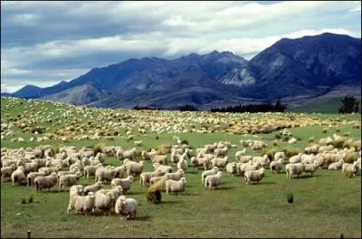 Montagnes et oviculture (12 moutons par habitant), l'identité de ce pays ne fait aucun doute ! Lequel est-ce ?