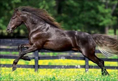 Comment fait-on un départ au galop ?