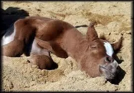 Comment félicite-t-on son cheval ?