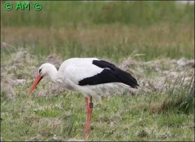 Les espèces de ce genre se caractérisent par leur bec droit et pointu et leur plumage principalement noir et blanc. Ce sont de grands échassiers, d'environ un mètre de haut et 1, 80 m d'envergure avec un long bec.