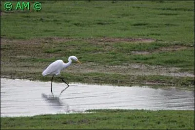 Echassier entièrement blanc, d'assez grande taille, qui se caractérise par son bec jaune. Sa longueur varie de 80104 cm pour une envergure de 140 à 170 cm et un poids de 700 grammes à 1, 5 kg.