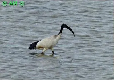 Oiseau réputé invasif qui s'est parfaitement adapté en France et s'est déjà répandu sur les côtes et dans les grands marécages.