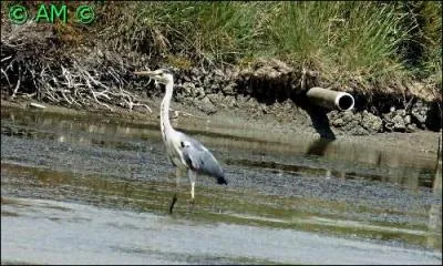 Le plus commun de nos grands échassiers fréquentant les zones humides, les plans et les cours d'eau. Il se nourrit de batraciens, poissons ou rongeurs.