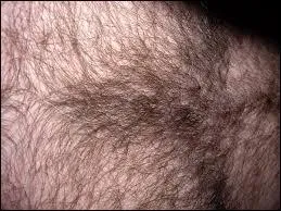 Quel est l'animal qui change de poil en 1 seconde ?