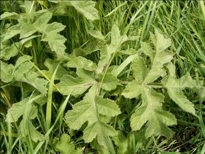 Ces feuilles sont celles de la berce spondyle.
Quelle utilisation peut-on faire des jeunes feuilles et des pousses ?