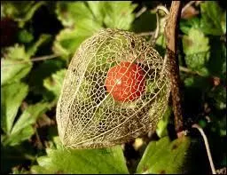 De quelle plante la coccigrole est-elle le synonyme ?