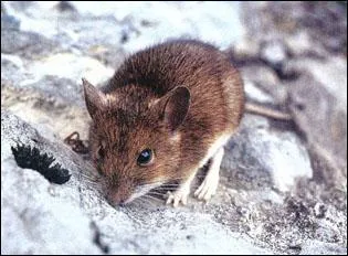 Quel est cet animal ?