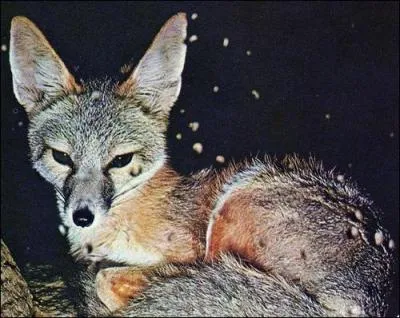 Quel est ce renard ?