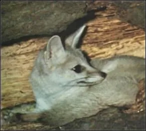 Quel est ce renard ?